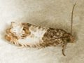Notocelia rosaecolana